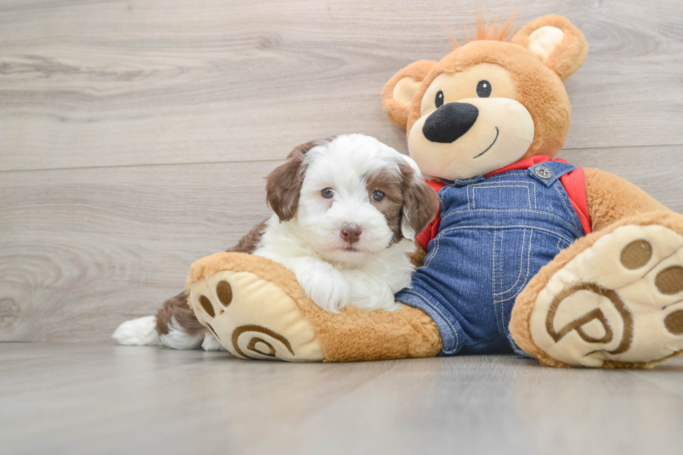 Smart Mini Sheepadoodle Poodle Mix Pup