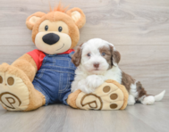 6 week old Mini Sheepadoodle Puppy For Sale - Puppy Love PR