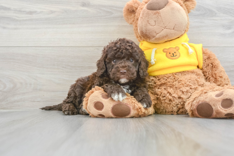 Meet Blizz - our Mini Sheepadoodle Puppy Photo 1/3 - Puppy Love PR Hypoallergenic Sheep Dog Poodle Mix Puppy