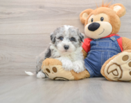 7 week old Mini Sheepadoodle Puppy For Sale - Puppy Love PR