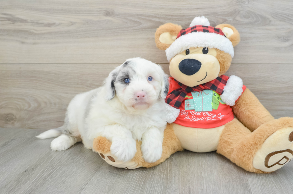 5 week old Mini Sheepadoodle Puppy For Sale - Puppy Love PR