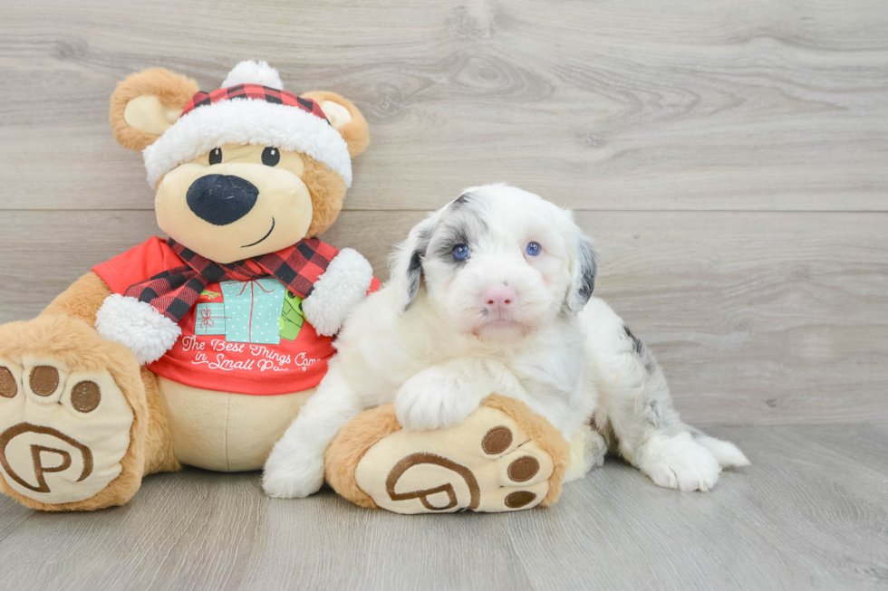 Best Mini Sheepadoodle Baby