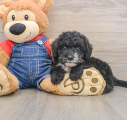 6 week old Mini Sheepadoodle Puppy For Sale - Puppy Love PR