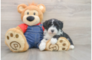 Mini Sheepadoodle Puppy for Adoption