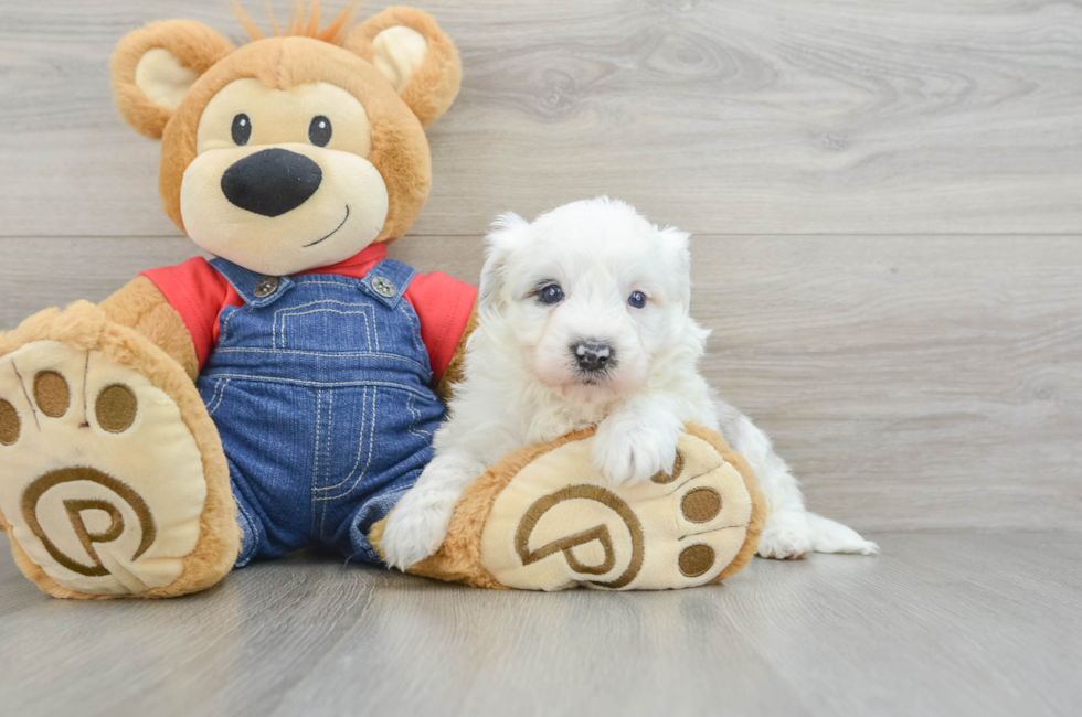 8 week old Mini Sheepadoodle Puppy For Sale - Puppy Love PR