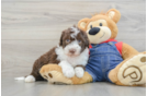Mini Sheepadoodle Puppy for Adoption
