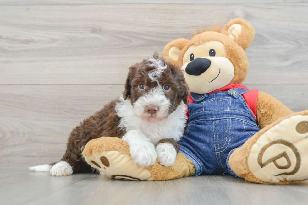 Mini Sheepadoodle Puppy for Adoption