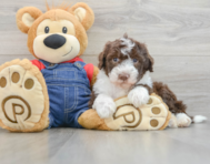 7 week old Mini Sheepadoodle Puppy For Sale - Puppy Love PR