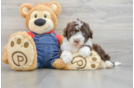 Popular Mini Sheepadoodle Poodle Mix Pup