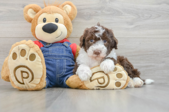 Popular Mini Sheepadoodle Poodle Mix Pup