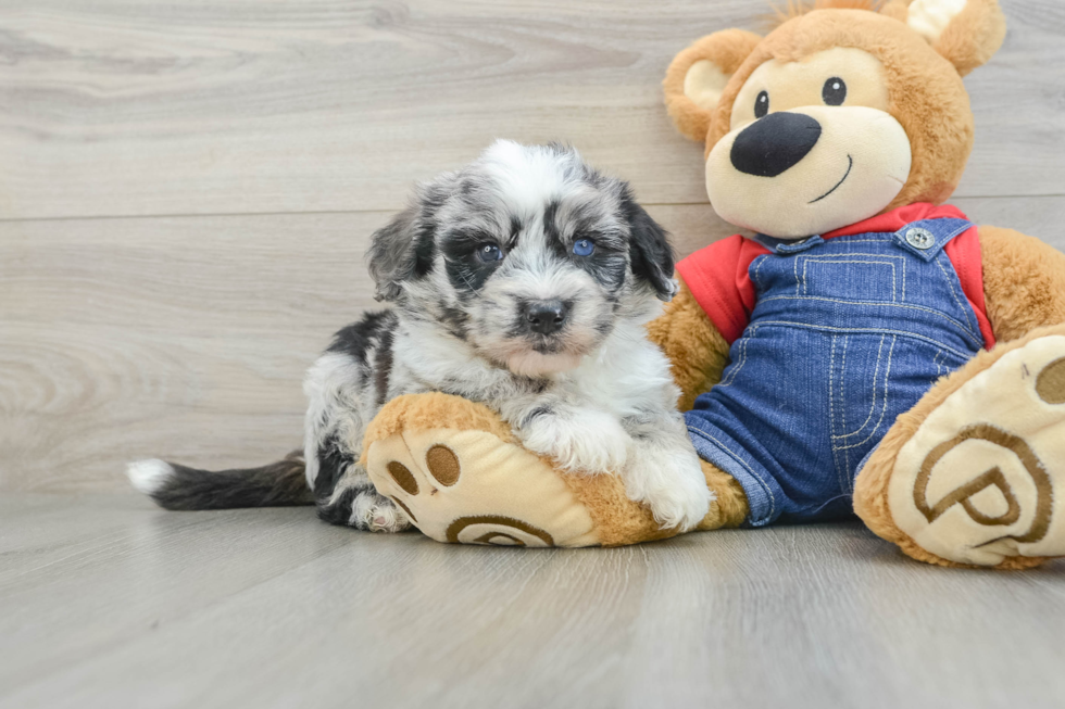 Fluffy Mini Sheepadoodle Poodle Mix Pup
