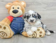 6 week old Mini Sheepadoodle Puppy For Sale - Puppy Love PR