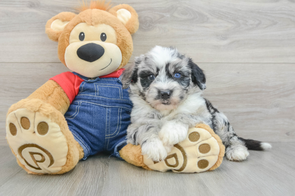 6 week old Mini Sheepadoodle Puppy For Sale - Puppy Love PR