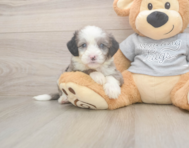5 week old Mini Sheepadoodle Puppy For Sale - Puppy Love PR
