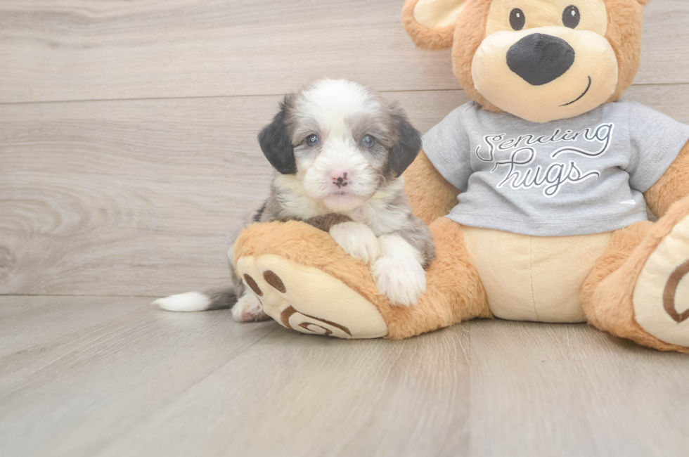 5 week old Mini Sheepadoodle Puppy For Sale - Puppy Love PR