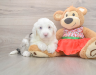 6 week old Mini Sheepadoodle Puppy For Sale - Puppy Love PR