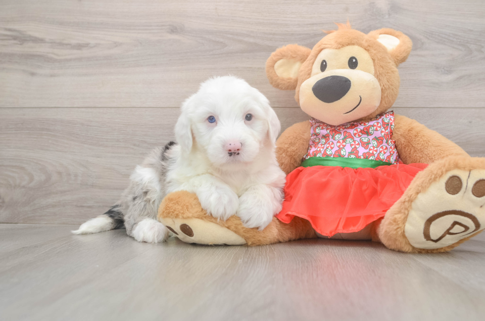 5 week old Mini Sheepadoodle Puppy For Sale - Puppy Love PR