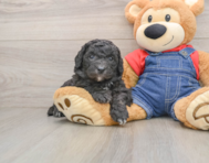 5 week old Mini Sheepadoodle Puppy For Sale - Puppy Love PR