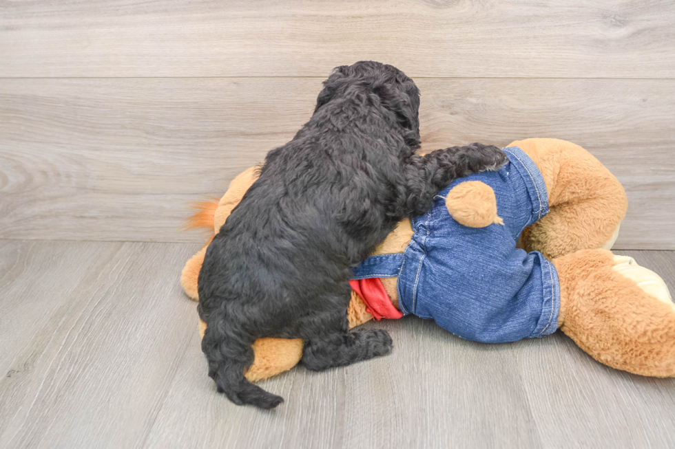 Adorable Sheepdogpoo Poodle Mix Puppy
