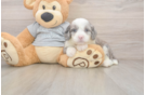 Fluffy Mini Sheepadoodle Poodle Mix Pup