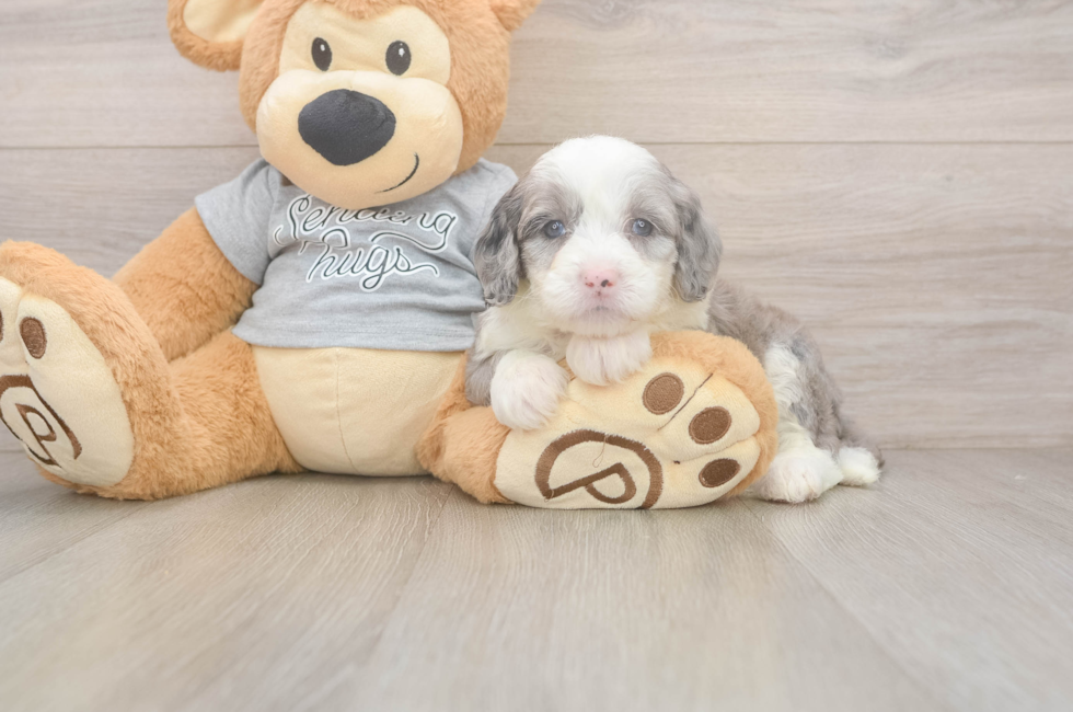 5 week old Mini Sheepadoodle Puppy For Sale - Puppy Love PR