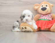 6 week old Mini Sheepadoodle Puppy For Sale - Puppy Love PR
