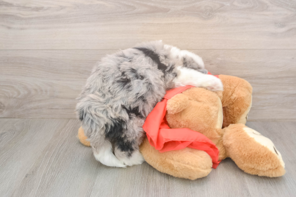 Friendly Mini Sheepadoodle Baby