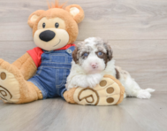 5 week old Mini Sheepadoodle Puppy For Sale - Puppy Love PR