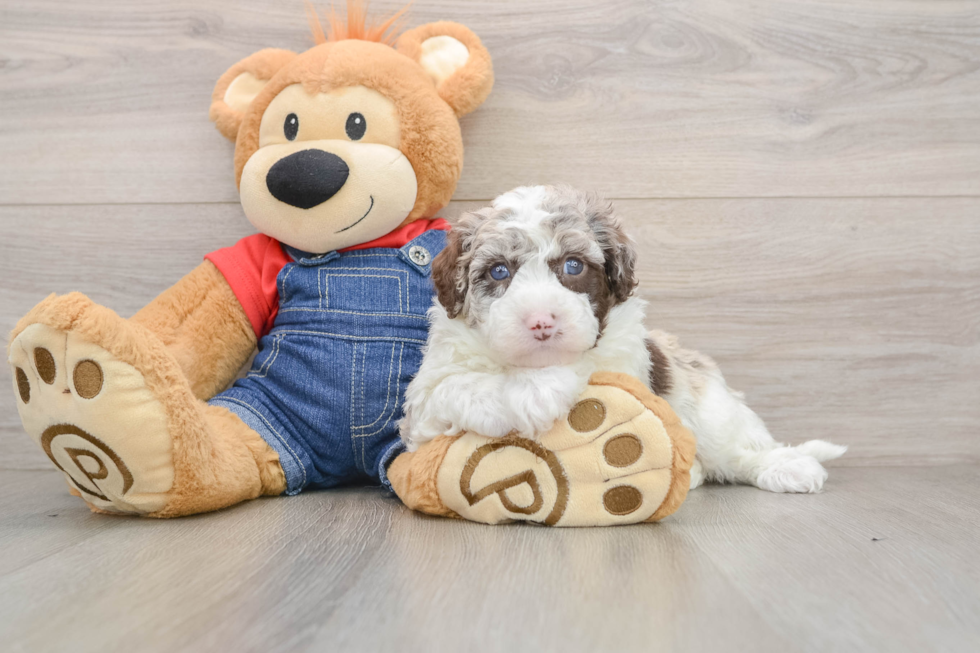 Happy Mini Sheepadoodle Baby