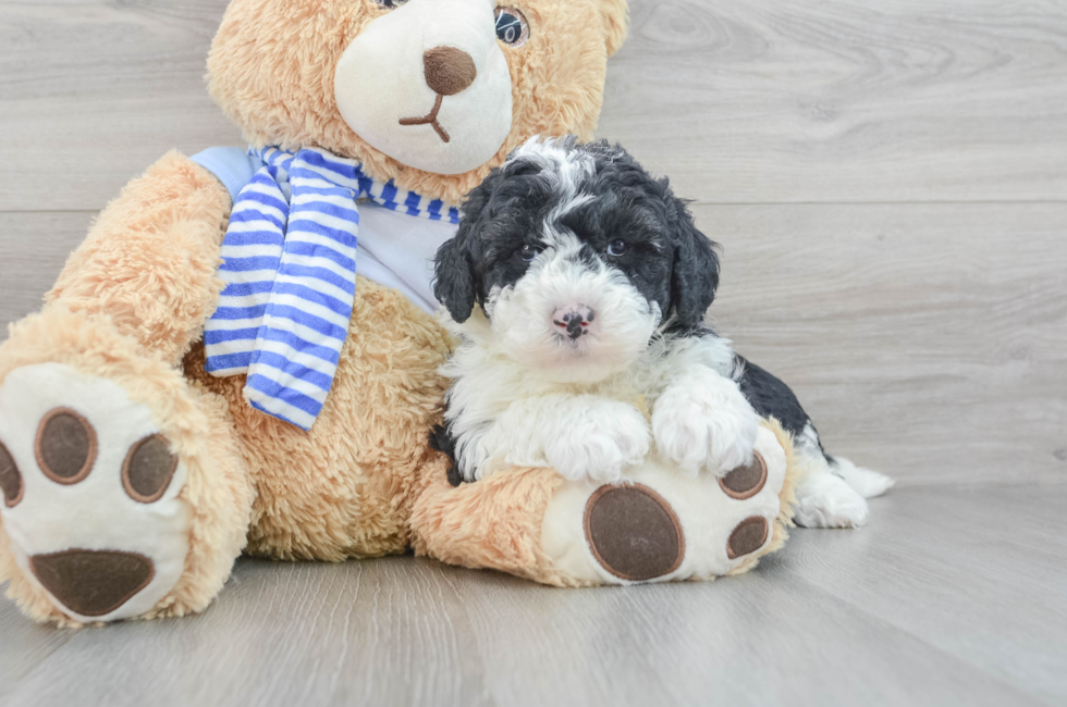 5 week old Mini Sheepadoodle Puppy For Sale - Puppy Love PR