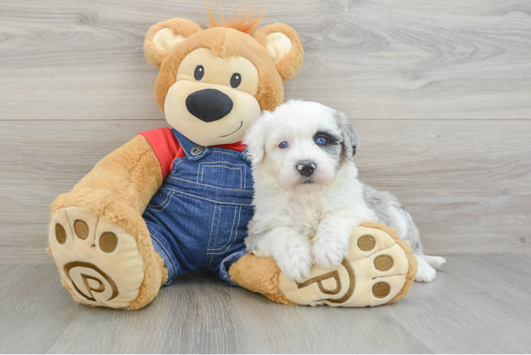 Meet Kay - our Mini Sheepadoodle Puppy Photo 1/3 - Puppy Love PR Smart Mini Sheepadoodle Poodle Mix Pup