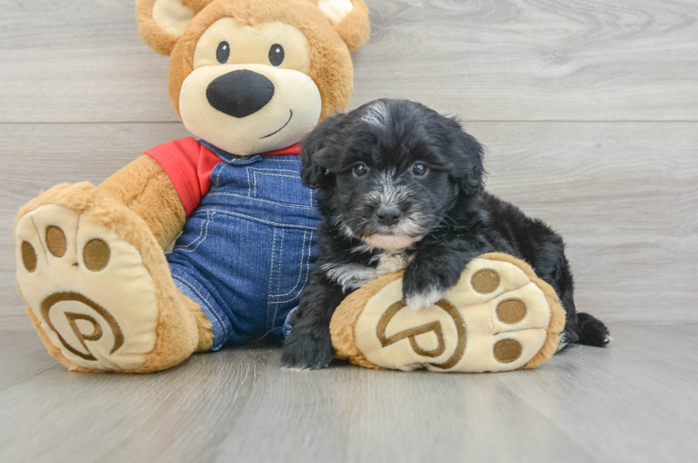 6 week old Mini Sheepadoodle Puppy For Sale - Puppy Love PR