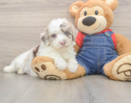 7 week old Mini Sheepadoodle Puppy For Sale - Puppy Love PR