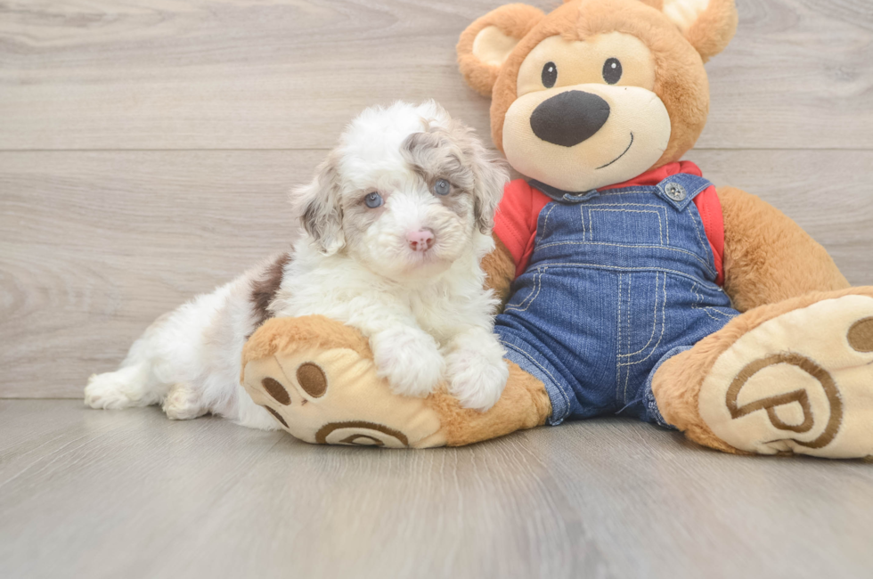 5 week old Mini Sheepadoodle Puppy For Sale - Puppy Love PR