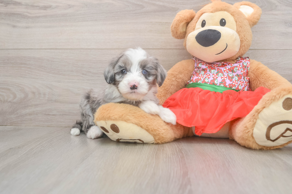 Mini Sheepadoodle Puppy for Adoption