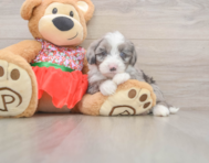 6 week old Mini Sheepadoodle Puppy For Sale - Puppy Love PR