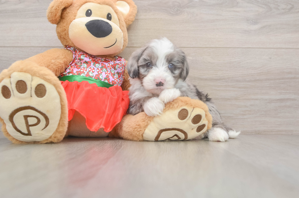 5 week old Mini Sheepadoodle Puppy For Sale - Puppy Love PR