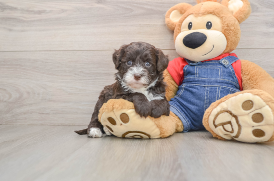 Best Mini Sheepadoodle Baby