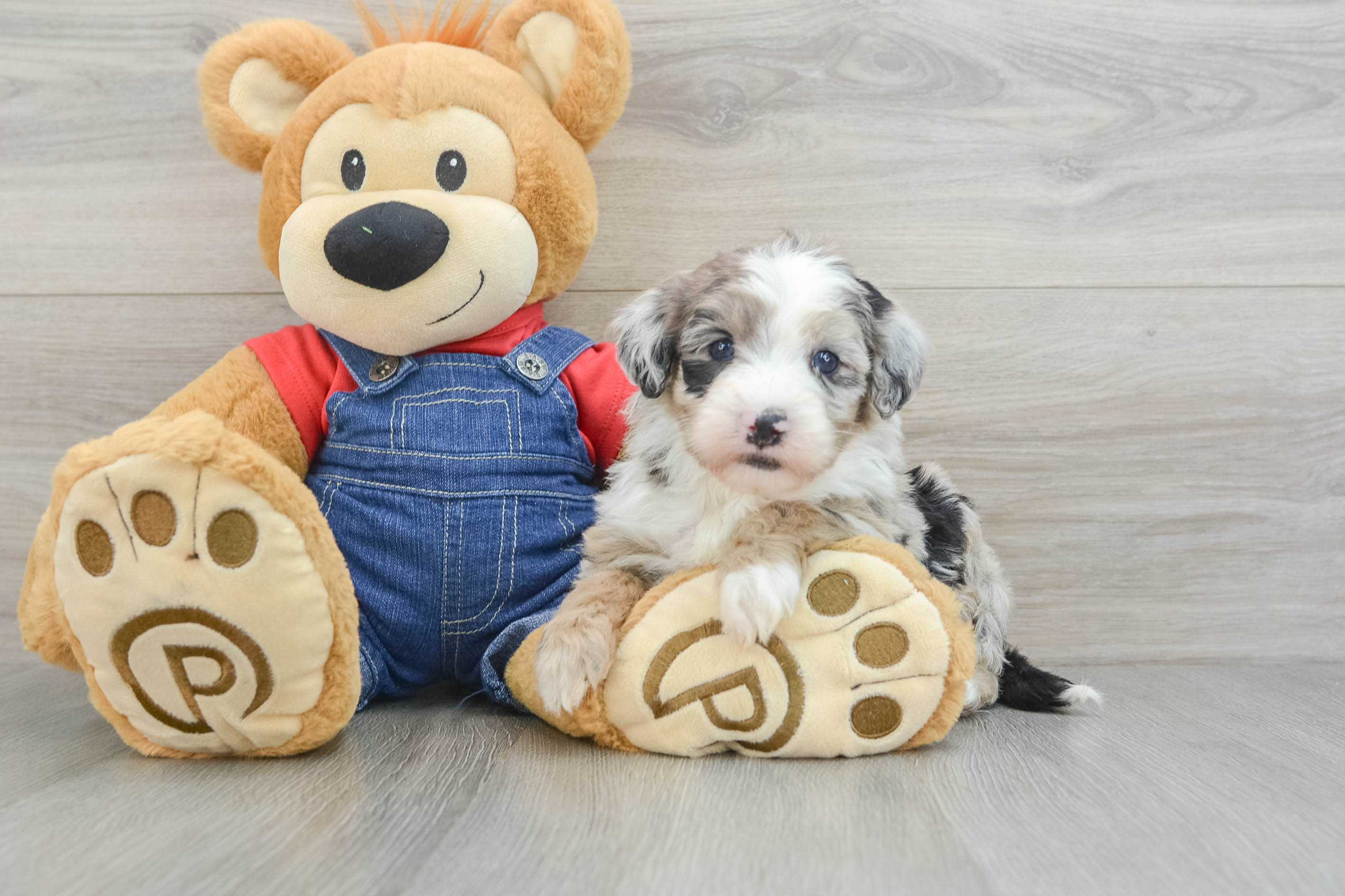 Mini Sheepadoodle Pup Being Cute