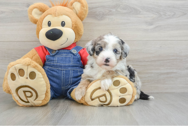 Meet Kelsey - our Mini Sheepadoodle Puppy Photo 1/3 - Puppy Love PR Mini Sheepadoodle Pup Being Cute