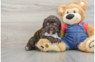 Playful Sheepdoodle Poodle Mix Puppy