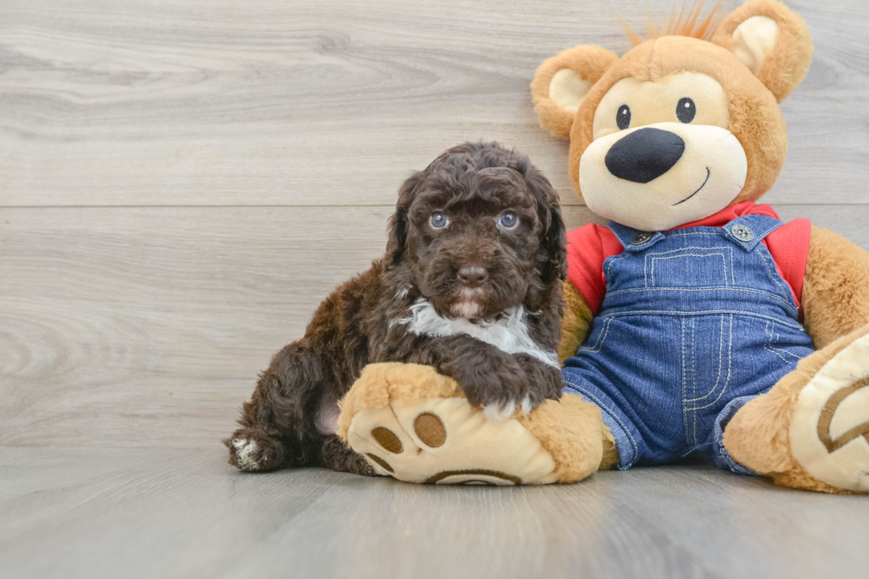 Playful Sheepdoodle Poodle Mix Puppy