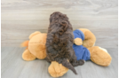 Playful Sheepdoodle Poodle Mix Puppy