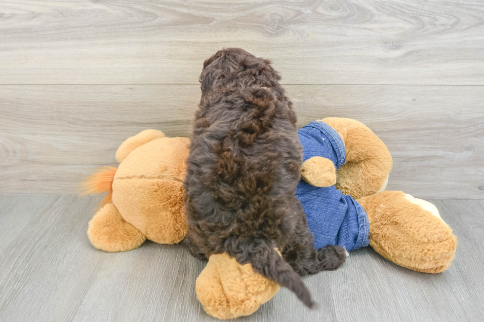 Playful Sheepdoodle Poodle Mix Puppy