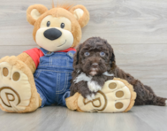 7 week old Mini Sheepadoodle Puppy For Sale - Puppy Love PR