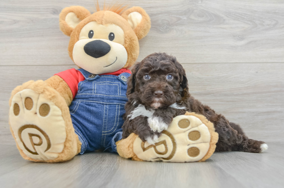 6 week old Mini Sheepadoodle Puppy For Sale - Puppy Love PR