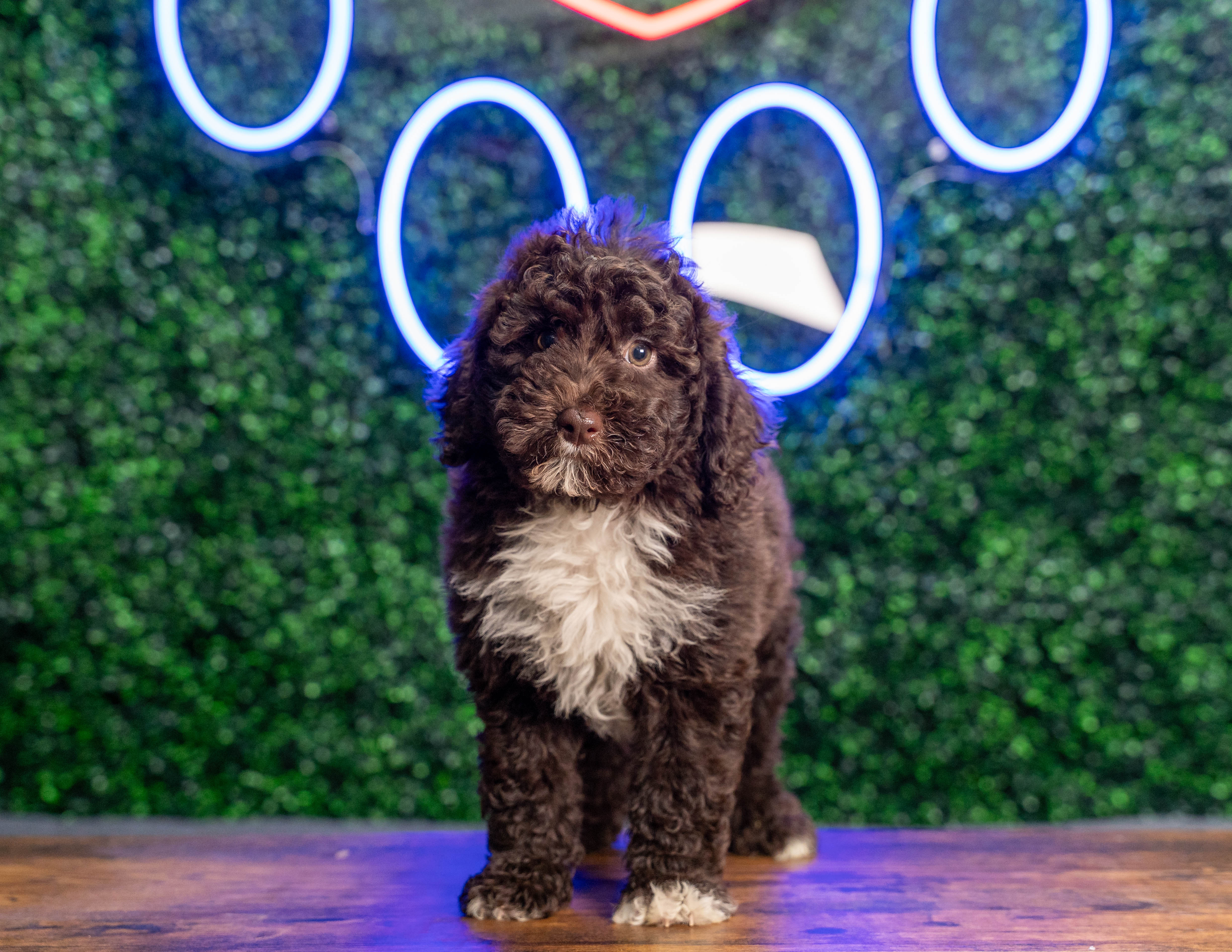 Cute Mini Sheepadoodle Poodle Mix Pup