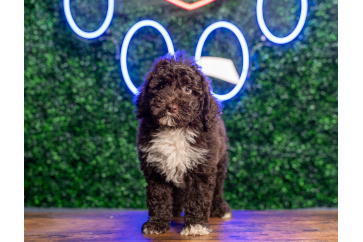 Cute Mini Sheepadoodle Poodle Mix Pup