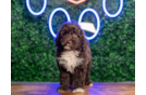 Cute Mini Sheepadoodle Poodle Mix Pup