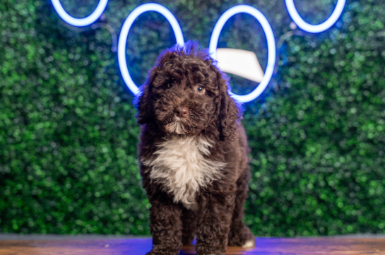 Cute Mini Sheepadoodle Poodle Mix Pup